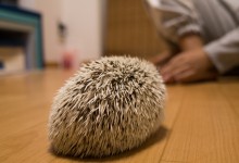 ハリネズミ　Hedgehog　｜ハリネズミとの日常フォトブログ。ちょもフォト島。