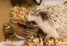 ハリネズミ　Hedgehog　｜ハリネズミとの日常フォトブログ。ちょもフォト島。