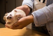 ハリネズミ　Hedgehog　｜ハリネズミとの日常フォトブログ。ちょもフォト島。