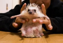 ハリネズミ　Hedgehog　｜ハリネズミとの日常フォトブログ。ちょもフォト島。