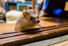 ハリネズミ　Hedgehog　｜ハリネズミとの日常フォトブログ。ちょもフォト島。