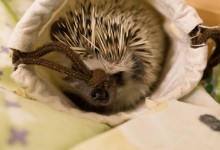 ハリネズミ　Hedgehog　｜ハリネズミとの日常フォトブログ。ちょもフォト島。