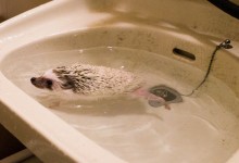 ハリネズミ　Hedgehog　｜ハリネズミとの日常フォトブログ。ちょもフォト島。