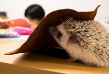 ハリネズミ　Hedgehog　｜ハリネズミとの日常フォトブログ。ちょもフォト島。