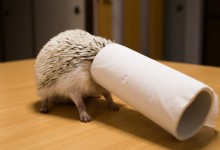 ハリネズミ　Hedgehog　｜ハリネズミとの日常フォトブログ。ちょもフォト島。