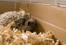ハリネズミ　Hedgehog　｜ハリネズミとの日常フォトブログ。ちょもフォト島。