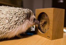 ハリネズミ　Hedgehog　｜ハリネズミとの日常フォトブログ。ちょもフォト島。