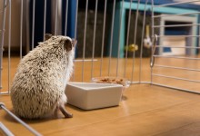 ハリネズミ　Hedgehog　｜ハリネズミとの日常フォトブログ。ちょもフォト島。