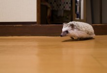 ハリネズミ　Hedgehog　｜ハリネズミとの日常フォトブログ。ちょもフォト島。