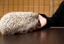 ハリネズミ　Hedgehog　｜ハリネズミとの日常フォトブログ。ちょもフォト島。