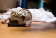 ハリネズミ　Hedgehog　｜ハリネズミとの日常フォトブログ。ちょもフォト島。