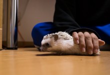 ハリネズミ　Hedgehog　｜ハリネズミとの日常フォトブログ。ちょもフォト島。