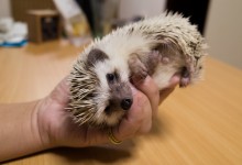 ハリネズミ　Hedgehog　｜ハリネズミとの日常フォトブログ。ちょもフォト島。
