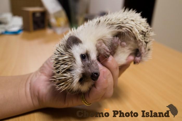 ハリネズミ　Hedgehog　｜ハリネズミとの日常フォトブログ。ちょもフォト島。