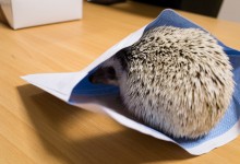 ハリネズミ　Hedgehog　｜ハリネズミとの日常フォトブログ。ちょもフォト島。