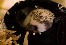 ハリネズミ　Hedgehog　｜ハリネズミとの日常フォトブログ。ちょもフォト島。