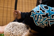 ハリネズミ　Hedgehog　｜ハリネズミとの日常フォトブログ。ちょもフォト島。