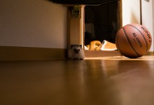 ハリネズミ　Hedgehog　｜ハリネズミとの日常フォトブログ。ちょもフォト島。