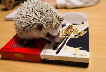 ハリネズミ　Hedgehog　｜ハリネズミとの日常フォトブログ。ちょもフォト島。