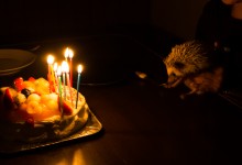 ハリネズミ　Hedgehog　｜ハリネズミとの日常フォトブログ。ちょもフォト島。