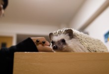 ハリネズミ　Hedgehog　｜ハリネズミとの日常フォトブログ。ちょもフォト島。
