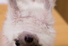 ハリネズミ　Hedgehog　｜ハリネズミとの日常フォトブログ。ちょもフォト島。