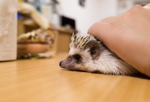 ハリネズミ　Hedgehog　｜ハリネズミとの日常フォトブログ。ちょもフォト島。