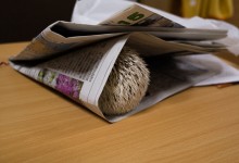 ハリネズミ　Hedgehog　｜ハリネズミとの日常フォトブログ。ちょもフォト島。