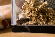 ハリネズミ　Hedgehog　｜ハリネズミとの日常フォトブログ。ちょもフォト島。