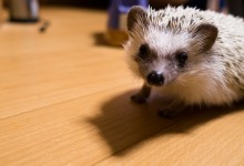 ハリネズミ　Hedgehog　｜ハリネズミとの日常フォトブログ。ちょもフォト島。