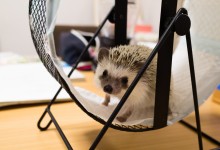 ハリネズミ　Hedgehog　｜ハリネズミとの日常フォトブログ。ちょもフォト島。