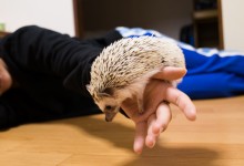 ハリネズミ　Hedgehog　｜ハリネズミとの日常フォトブログ。ちょもフォト島。