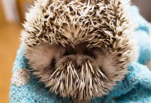 ハリネズミ　Hedgehog　｜ハリネズミとの日常フォトブログ。ちょもフォト島。