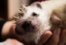 ハリネズミ　Hedgehog　｜ハリネズミとの日常フォトブログ。ちょもフォト島。