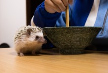 ハリネズミ　Hedgehog　｜ハリネズミとの日常フォトブログ。ちょもフォト島。