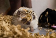 ハリネズミ　Hedgehog　｜ハリネズミとの日常フォトブログ。ちょもフォト島。