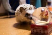 ハリネズミ　Hedgehog　｜ハリネズミとの日常フォトブログ。ちょもフォト島。