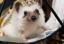 ハリネズミ　Hedgehog　｜ハリネズミとの日常フォトブログ。ちょもフォト島。