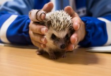 ハリネズミ　Hedgehog　｜ハリネズミとの日常フォトブログ。ちょもフォト島。