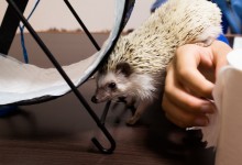 ハリネズミ　Hedgehog　｜ハリネズミとの日常フォトブログ。ちょもフォト島。