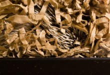 ハリネズミ　Hedgehog　｜ハリネズミとの日常フォトブログ。ちょもフォト島。