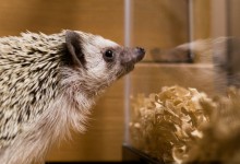 ハリネズミ　Hedgehog　｜ハリネズミとの日常フォトブログ。ちょもフォト島。
