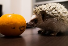 ハリネズミ　Hedgehog　｜ハリネズミとの日常フォトブログ。ちょもフォト島。