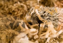 ハリネズミ　Hedgehog　｜ハリネズミとの日常フォトブログ。ちょもフォト島。
