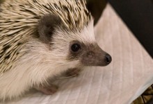 ハリネズミ　Hedgehog　｜ハリネズミとの日常フォトブログ。ちょもフォト島。