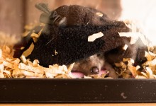 ハリネズミ　Hedgehog　｜ハリネズミとの日常フォトブログ。ちょもフォト島。