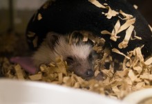 ハリネズミ　Hedgehog　｜ハリネズミとの日常フォトブログ。ちょもフォト島。