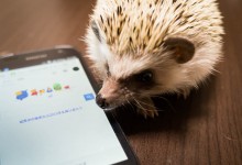 ハリネズミ　Hedgehog　｜ハリネズミとの日常フォトブログ。ちょもフォト島。