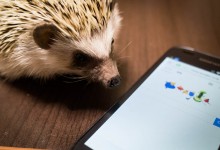 ハリネズミ　Hedgehog　｜ハリネズミとの日常フォトブログ。ちょもフォト島。