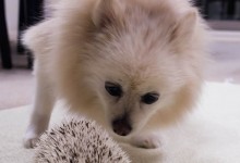 ハリネズミ　Hedgehog　｜ハリネズミとの日常フォトブログ。ちょもフォト島。